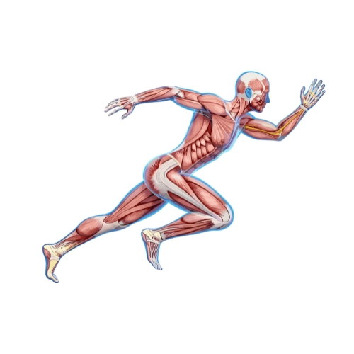 BONS , JOINTS & MUSCLES |ہڈیاں جوڑ اور مسلز